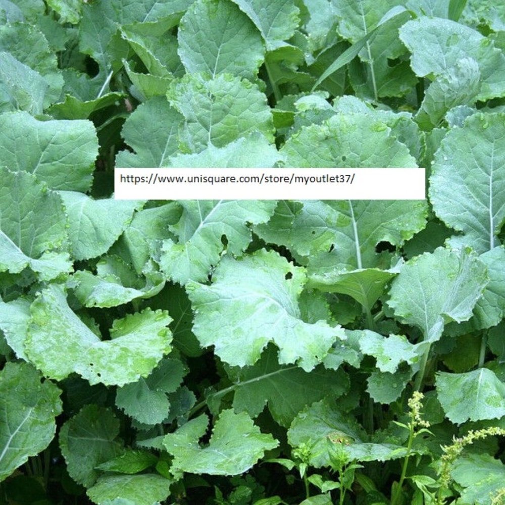 Premier Kale Seeds - Vegetable Seeds - BOGO